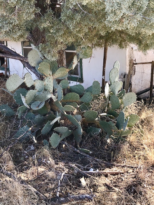 A large paddle cactus seen on our ride home from The Waterstop Marfa Texas