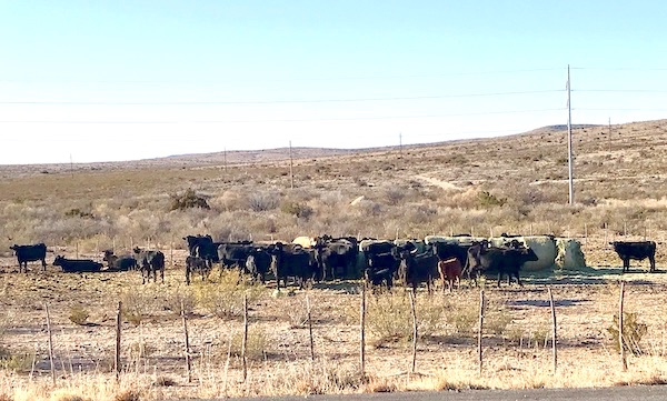 A huge herd of cattle in the dessert on our way home from The Waterstop Marfa Texas