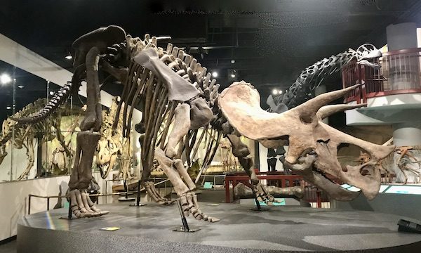 A dinosaur skeleton with horns at the Arizona Museum of Natural History