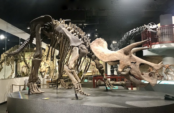 A dinosaur skeleton with horns at the Arizona Museum of Natural History