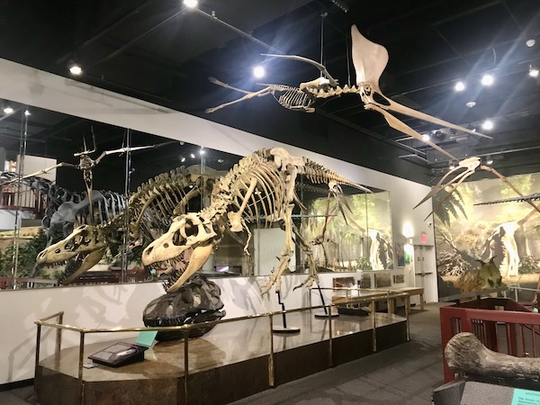 Two dinosaur skeletons at the Arizona Museum of Natural History