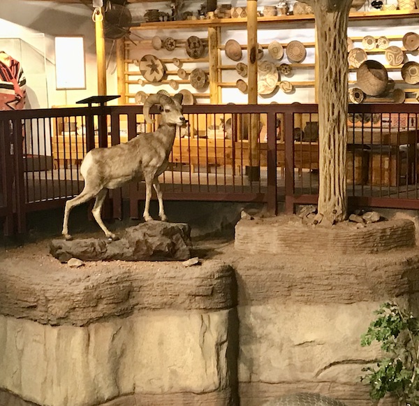 A Bighorn Sheep sculpture standing on a rock with woven baskets on display in the background at the Arizona Museum of Natural History