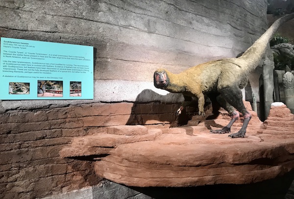 A prehistoric dinosaur that would mutate into a coyote at the Arizona Museum of Natural History