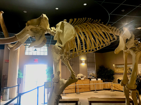 A mastodon skeleton that looks like today's elephant at the Arizona Museum of Natural History