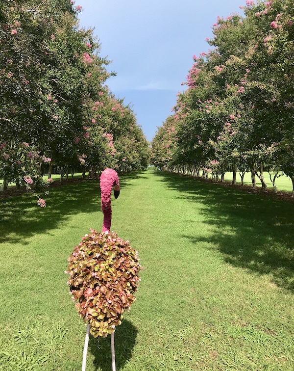 A parade of flamingos made from flowers in a garden en route Coast to Coast We Did It!