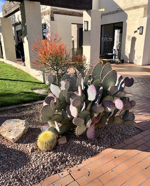 A garden with paddle cactus en route Coast to Coast We Did It!