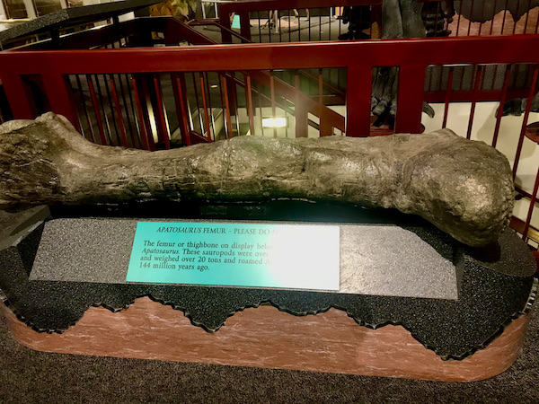A large thigh bone of a dinosaur on display at the Arizona Museum of Natural History