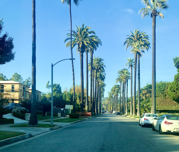 A street lined with very tall palm trees in Opulent Beverly Hills California