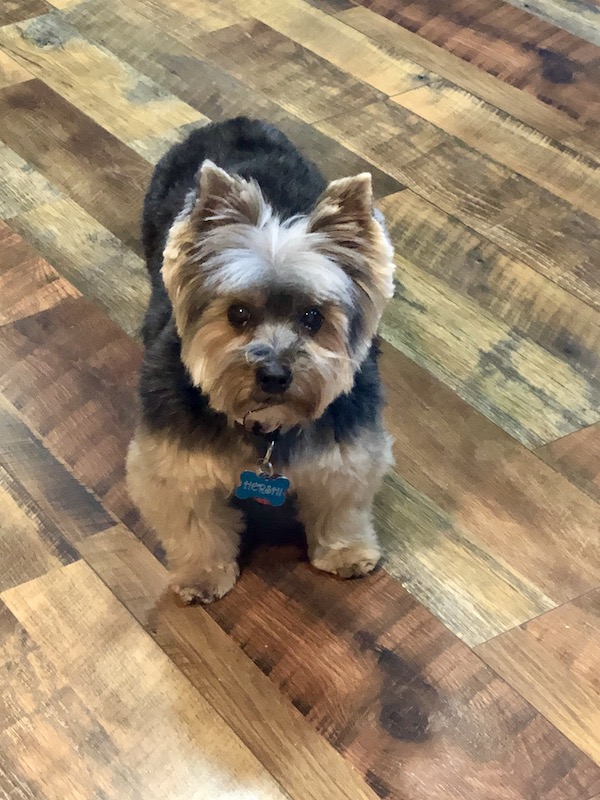 A black and gold Yorkie puppy standing on a wood floor in San Diego California