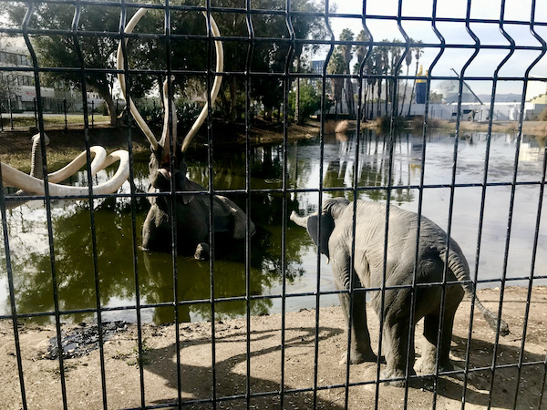 Sculptures of elephants seen through a wrought Iron fence seen during A Day in LaLa Land