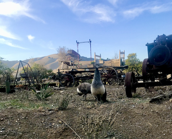 A pair of odd birds on the lawn with mountains in the distance at Casa de Fruta Hollister California
