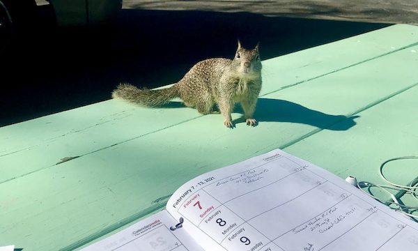 A squirrel sitting on a light green picnic table by a white RV at Casa de Fruta Hollister California