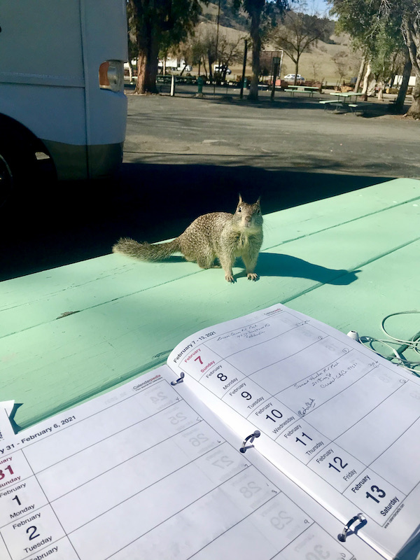 A squirrel sitting on a light green picnic table by a white RV at Casa de Fruta Hollister California