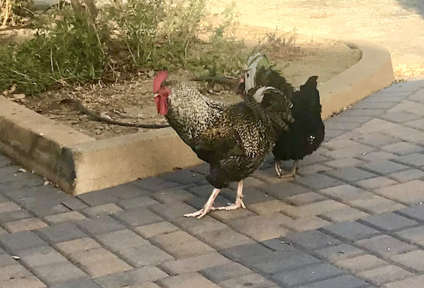 A pair of black and white chickens by a garden at Casa de Fruta Hollister California