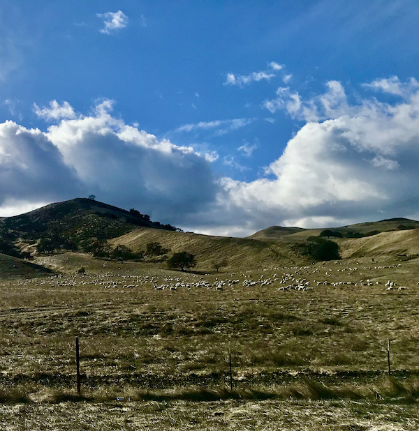 A pasture with white animals and very blue sky with white puffy clouds found while Exploring Hollister California and Beyond