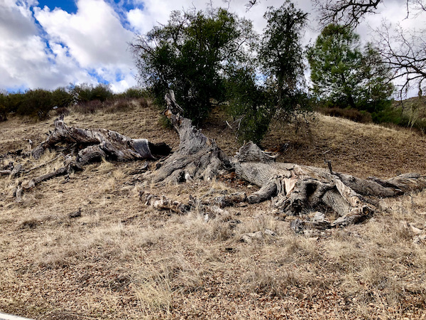 Bushes in a park with dead tree trunks lying on the dirt found while Exploring Hollister California and Beyond