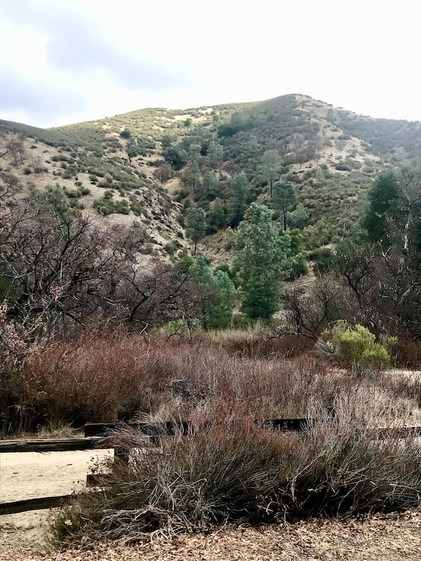 Mountains, trees and red spear shaped leafed plants found while Exploring Hollister California and Beyond