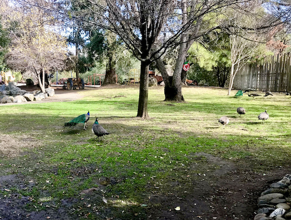 A park with trees and peacocks roaming the lawn found while Exploring Hollister California and Beyond