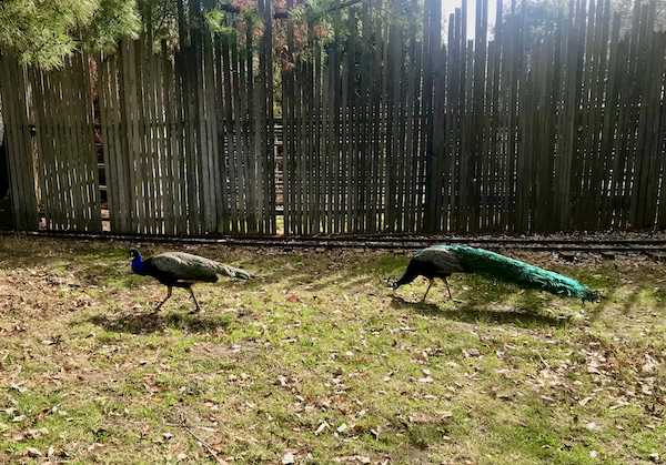 Male and female peacocks roaming a lawn by a fence found while Exploring Hollister California and Beyond