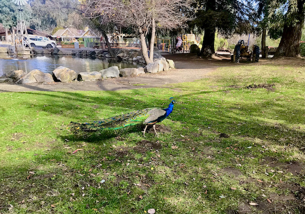 A single male peacock on the lawn at a park found while Exploring Hollister California and Beyond