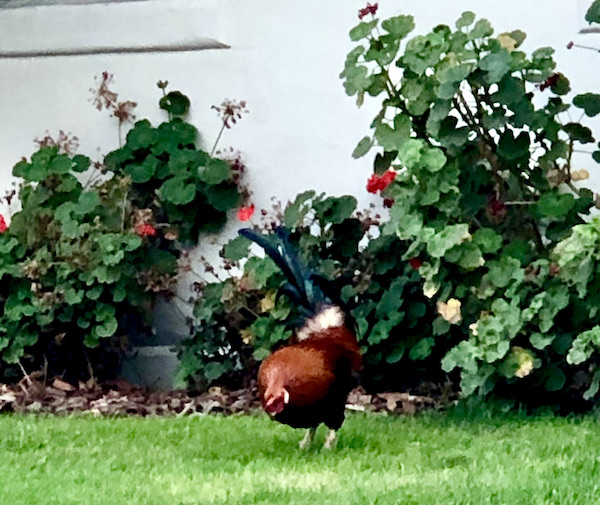 A rusty brown rooster on a lawn with red flowered bushes behind him found while Exploring Hollister California and Beyond