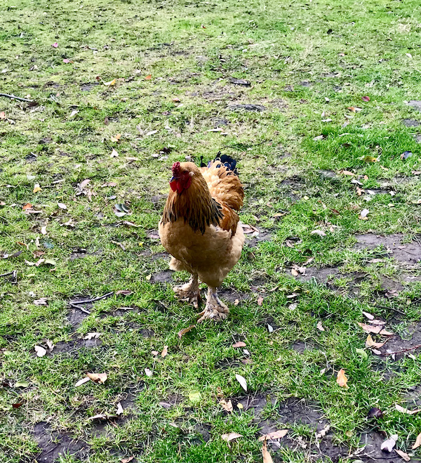 A rusty brown colored chicken on a green lawn found while Exploring Hollister California and Beyond