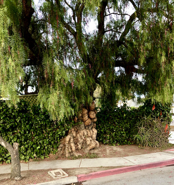 A knobby tree trunk among trees and bushes found while Exploring Hollister California and Beyond