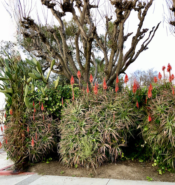 A garden with red flowering plants found while Exploring Hollister California and Beyond