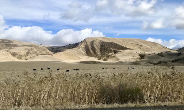 Beige rocky mountains and black cattle grazing found while Exploring Hollister California and Beyond