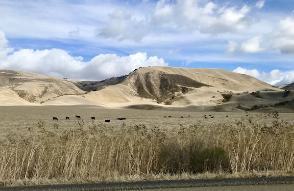 Beige rocky mountains and black cattle grazing found while Exploring Hollister California and Beyond