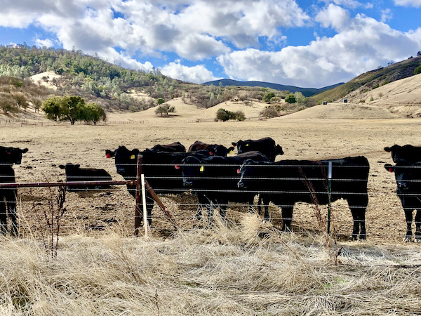 Sand, grass mountains and black cattle found while Exploring Hollister California and Beyond