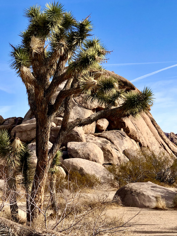 Rock formation behind a large Joshua tree with blue sky in Joshua Tree National Park