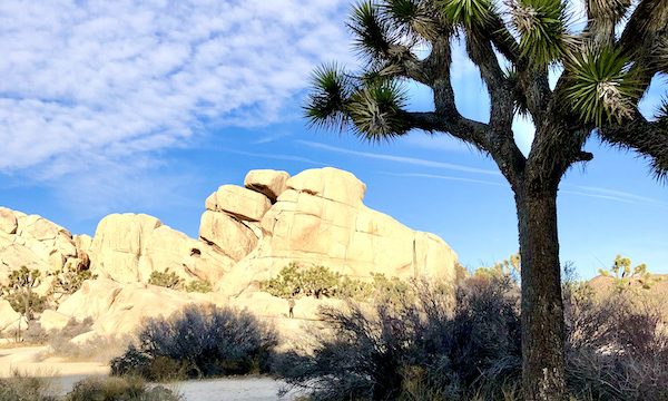 A pale yellow rock formation and a Joshua tree at Joshua Tree National Park