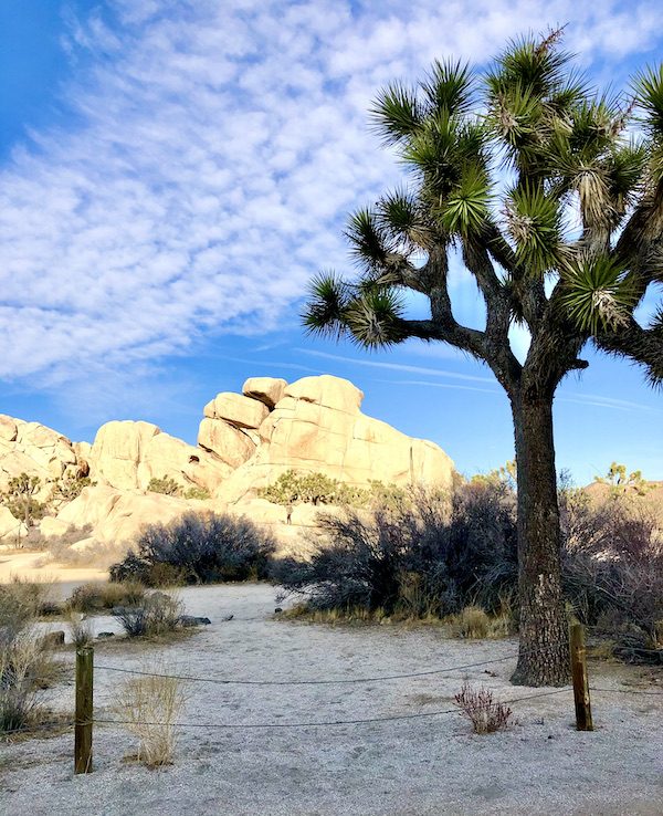 A pale yellow rock formation and a Joshua tree at Joshua Tree National Park
