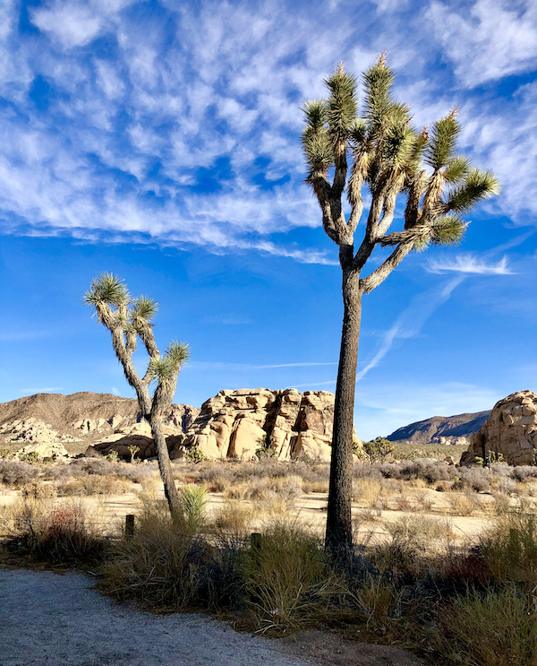Desert, rock formations and Joshua trees with deep blue sky and little puffy clouds at Joshua Tree National Park