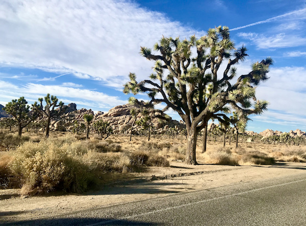 A large Joshua tree in the desert with mountains in the distance at Joshua Tree National Park