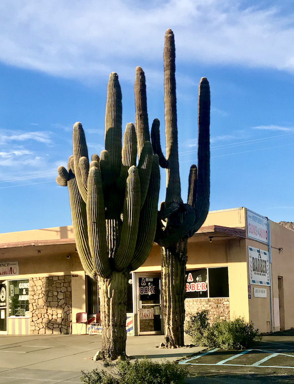 A pale yellow one story building with 2 huge cactus in front seen after our visit to Joshua Tree National Park