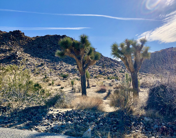 Desert, a pair of large Joshua trees and mountains at Joshua Tree National Park