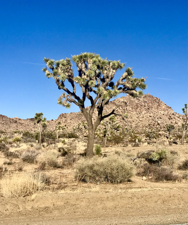Desert landscape, mountains and a large Joshua tree with very blue clear sky at Joshua Tree National Park