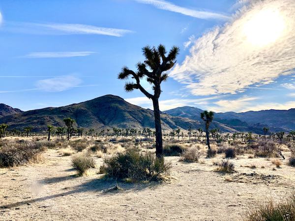 Desert, Joshua trees and mountains at Joshua Tree National Park