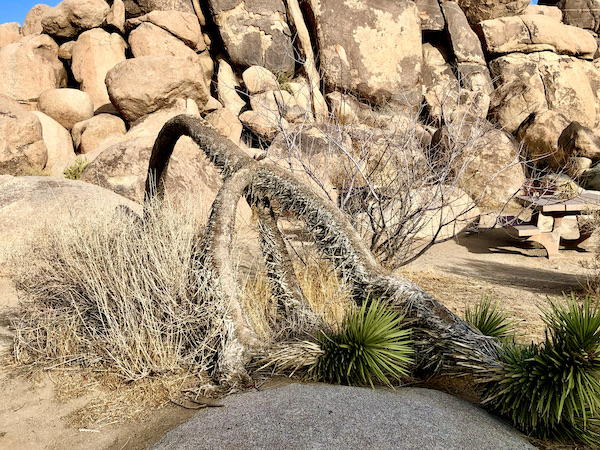 A wall of rocks with a pair of yuccas that arch and then touch the ground at Joshua Tree National Park