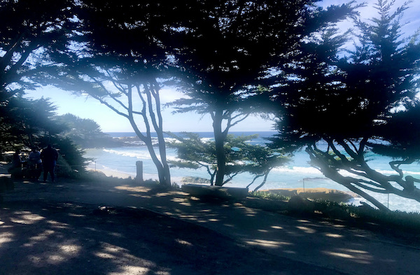 Beach and ocean seen looking through trees near the Scenic 17-mile Drive Monterey California