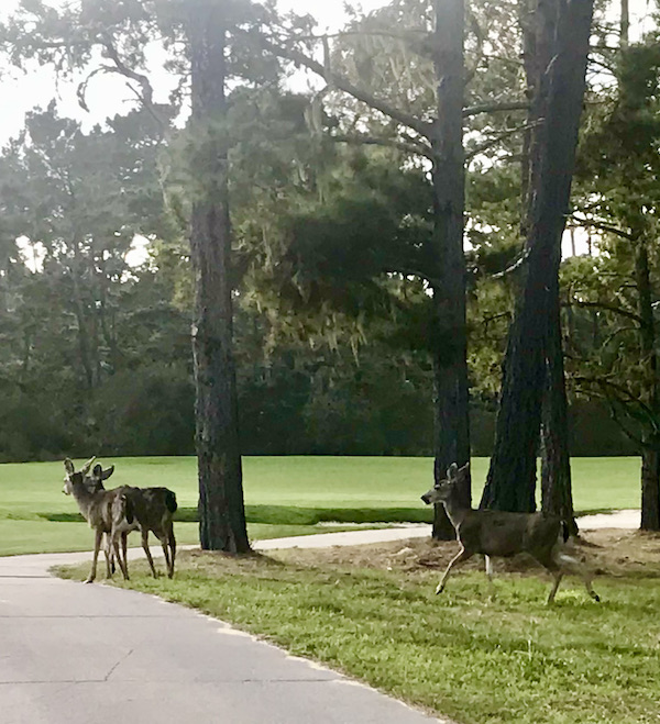 A park with tall trees, grass, pavement and several deer on our Scenic 17-mile Drive Monterey California