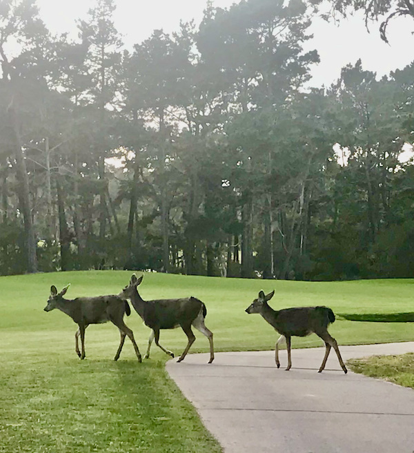 Lots of trees with lawn and 3 deer along the Scenic 17-mile Drive Monterey California