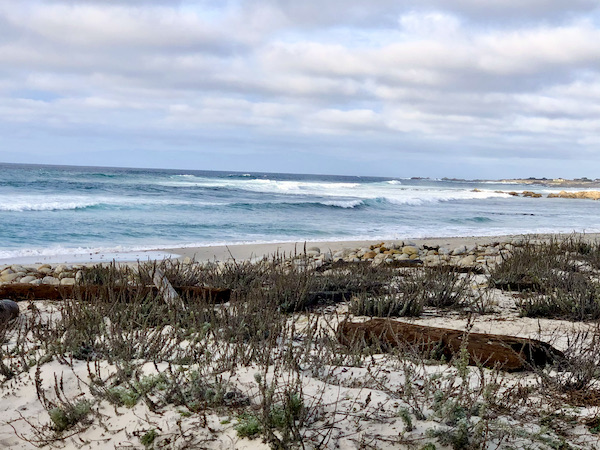 Sand with grasses and green ocean with white waves along the Scenic 17-mile Drive Monterey California