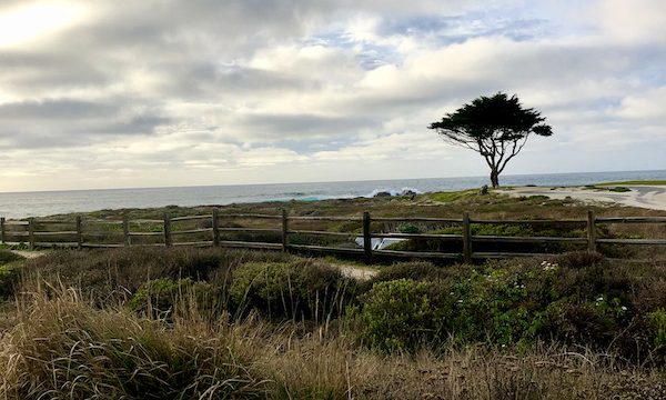A large hill with one tree in front of a sliver of ocean and cloudy sky along the Scenic 17-mile Drive Monterey California