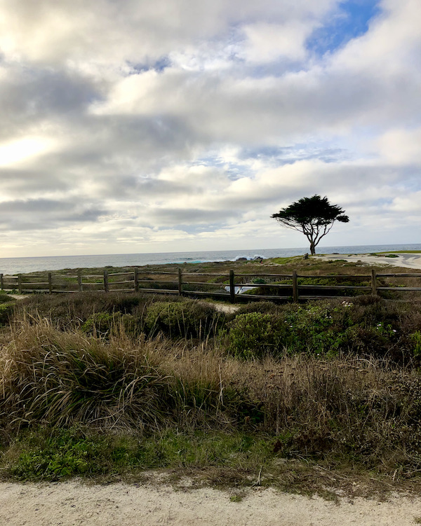 A large hill with one tree in front of a sliver of ocean and cloudy sky along the Scenic 17-mile Drive Monterey California
