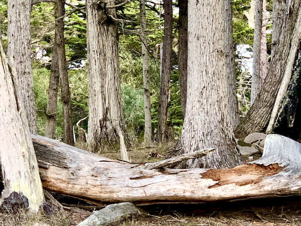 A grove of very old and tall Cypress trees with fallen bark on the ground along the Scenic 17-mile Drive Monterey California
