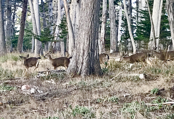 Several deer walking through Cypress trees along the Scenic 17-mile Drive Monterey California
