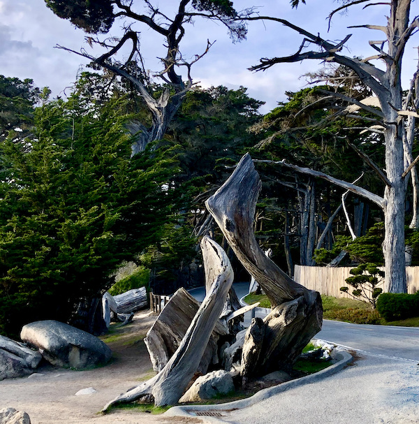 Dead trees form sculptural art along the Scenic 17-mile Drive Monterey California